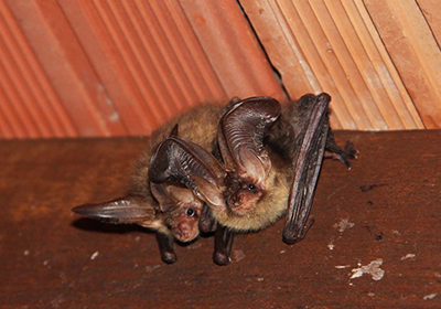Pipistrello in casa