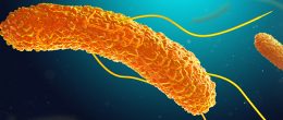 Permalink to: Sierotipi emergenti di Salmonella, il successo epidemiologico della variante monofasica di S. Typhimurium Sierotipi emergenti di Salmonella, il successo epidemiologico della variante monofasica di S. Typhimurium