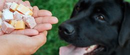 Permalink to: Avvelenamenti animali in Triveneto: pubblicato il nuovo report 2014-2017 Avvelenamenti animali in Triveneto: pubblicato il nuovo report 2014-2017