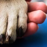 Gli interventi assistiti con gli animali sulle «Storie di Radio1»