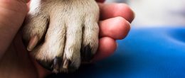 Permalink to: Gli interventi assistiti con gli animali sulle «Storie di Radio1» Gli interventi assistiti con gli animali sulle «Storie di Radio1»