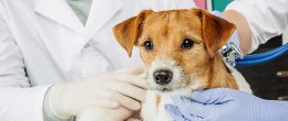 Permalink to: Aggiornato l'elenco degli esami di laboratorio per animali da compagnia Aggiornato l'elenco degli esami diagnostici per animali da compagnia