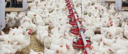 Permalink to: Valutazione EFSA: misure più stringenti nel pollame per ridurre i casi di salmonellosi nell’uomo