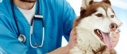 Permalink to: Banca del sangue canino IZSVe, evento di presentazione il 17 aprile a Rovigo Banca del sangue canino IZSVe, evento di presentazione il 17 aprile a Rovigo