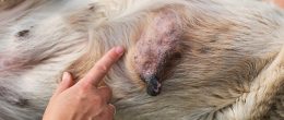 Permalink to: Nuovi strumenti per la prognosi del tumore mammario nel cane Nuovi strumenti per la prognosi del tumore mammario nel cane