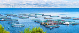 Permalink to: AdriAquaNet, un progetto per il rafforzamento e la sostenibilità dell’acquacoltura nel Mare Adriatico AdriAquaNet, un progetto per il rafforzamento e la sostenibilità dell’acquacoltura nel Mare Adriatico