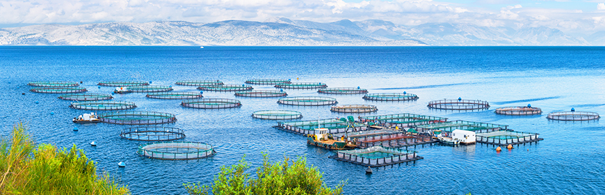 AdriAquaNet, un progetto per il rafforzamento e la sostenibilità dell’acquacoltura nel Mare Adriatico