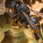 Vespa velutina, una minaccia per le api europee