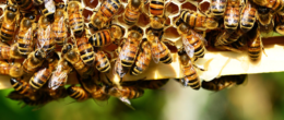Permalink to: BeeOShield, progetto per un'innovativa difesa biomolecolare contro i parassiti delle api BeeOShield, progetto per un'innovativa difesa biomolecolare contro i parassiti delle api