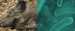 Permalink to: Caso di salmonella in cinghiali, maiali e uomo: parola alla genomica Caso di salmonella in cinghiali, maiali e uomo: parola alla genomica