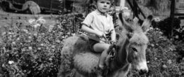 Permalink to: «Gli asini negli Interventi Assistiti con gli Animali: l’attenzione che si meritano». Atti del convegno «Gli asini negli interventi assistiti con gli animali l’attenzione che si meritano». Atti del convegno