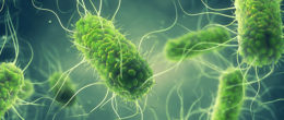 Permalink to: È la Salmonella la causa più comune dei focolai di origine alimentare nell'Unione europea È la Salmonella la causa più comune dei focolai di origine alimentare nell'Unione europea