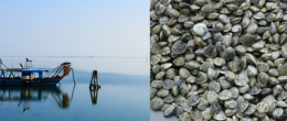 Permalink to: Molluschi bivalvi, un progetto per la visualizzazione dello stato sanitario degli ambiti di monitoraggio in Veneto Molluschi bivalvi Veneto