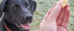 Permalink to: Portale nazionale avvelenamenti, nuove modalità di accesso e utilizzo per i medici veterinari Portale nazionale avvelenamenti, nuove modalità di accesso e utilizzo per i medici veterinari