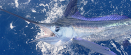 Permalink to: Mercurio nei marlin dei Caraibi. I rischi per la salute dei consumatori di Grenada e Repubblica Dominicana Mercurio nei marlin dei Caraibi. I rischi per la salute dei consumatori di Grenada e Repubblica Dominicana