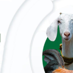 LIDISKI: un progetto europeo di cooperazione e sviluppo per il controllo delle malattie del bestiame in Nigeria