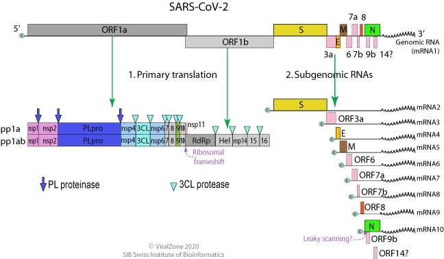 Organizzazione del genoma del SARS-COV-2