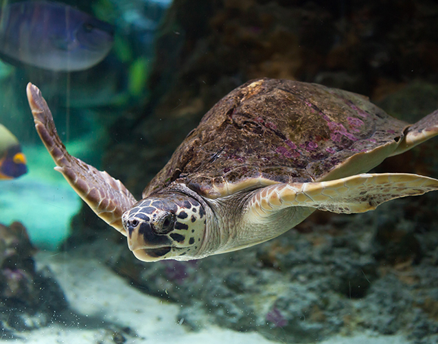 tartaruga marina (Caretta Caretta)