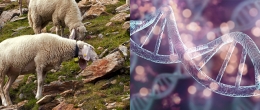 Permalink to: Come cambia la variabilità genetica degli ovini in seguito alla selezione per migliorare la resistenza alla scrapie Come cambia la variabilità genetica degli ovini in seguito alla selezione per migliorare la resistenza alla scrapie. Uno studio su razze autoctone della provincia di Bolzano