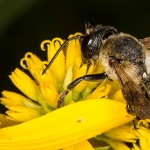 Richiesta di conferire campioni o segnalare la presenza dell’ape esotica Megachile sculpturalis