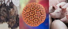 Permalink to: A caccia di <em>Mammalian orthoreovirus</em> (MRV) tra pipistrelli, suini e uomo Alla scoperta di MRV tra pipistrelli, suini e uomo