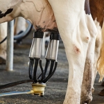 Progetto di ricerca sull’uso del lisato piastrinico negli allevamenti di bovine da latte del Veneto