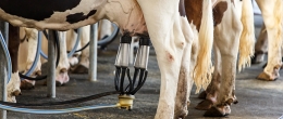 Permalink to: Progetto di ricerca sull'uso del lisato piastrinico negli allevamenti di bovine da latte del Veneto Progetto di ricerca sull'uso del lisato piastrinico negli allevamenti di bovine da latte del Veneto