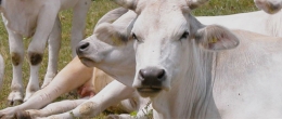 Permalink to: Progetto "Filiera Marchigiana di bovini da carne Antibiotic Free" Progetto PSR