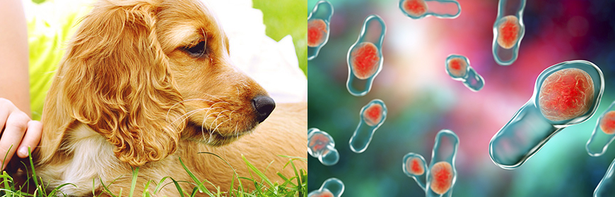 Clostridium difficile