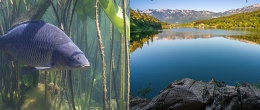 Permalink to: Herpes virus della carpa, il lago di Monticolo primo compartimento indenne d‘Europa Herpes virus della carpa, il lago di Monticolo primo compartimento indenne d‘Europa
