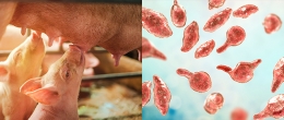 Permalink to: La diffusione di Mycoplasma hyorhinis negli allevamenti suini La diffusione di Mycoplasma hyorhinis negli allevamenti suini