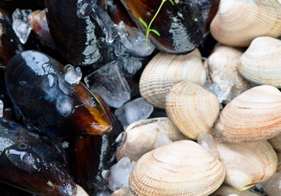 Molluschi bivalvi: cozze e vongole