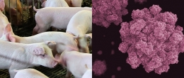 Permalink to: Norovirus nel suino, un virus emergente dalle interessanti implicazioni genetiche Norovirus nel suino, un virus emergente dalle interessanti implicazioni genetiche