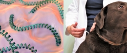 Permalink to: Leptospirosi canina, i genotipi che circolano nel Nord Est italiano e l’efficacia dei vaccini disponibili Leptospirosi canina, i genotipi che circolano nel Nord Est italiano e l’efficacia dei vaccini disponibili