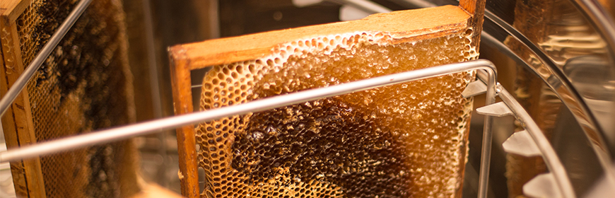 Come viene prodotto il miele in apicoltura? [Video]