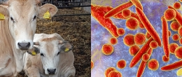 Il rischio di infezioni da micoplasmi nei vitelloni importati dalle fattorie di ingrasso