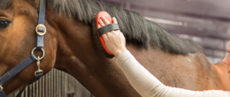 Permalink to: Il contatto con persone famigliari modula il battito cardiaco del cavallo Il contatto con persone famigliari modula il battito cardiaco del cavallo