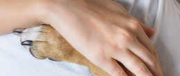 Permalink to: Gli Interventi Assistiti con gli Animali nella normativa regionale italiana. Disponibile un report riassuntivo Gli Interventi Assistiti con gli Animali nella normativa regionale italiana. Ora disponibile un report riassuntivo