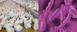 Permalink to: Salmonella Infantis in allevamenti di polli da carne: procedure di pulizia e disinfezione, una questione da esplorare Salmonella Infantis in allevamenti di polli da carne: procedure di pulizia e disinfezione, una questione da esplorare