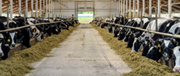 Permalink to: Bovine da latte, strategie per ridurre i rischi di mastite e l’impiego di antibiotici durante il periodo di asciutta Bovine da latte, strategie per ridurre i rischi di mastite e l’impiego di antibiotici durante il periodo di asciutta