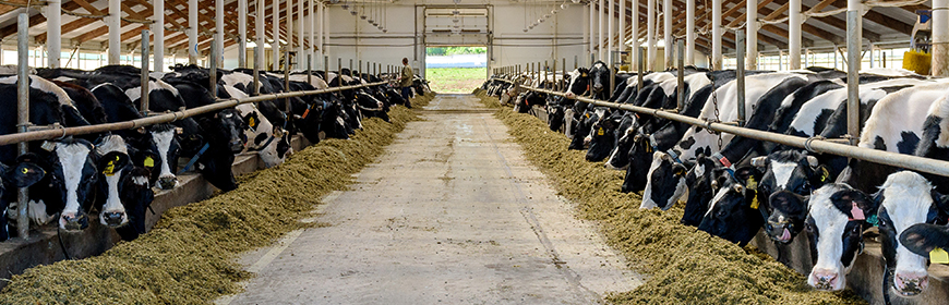 Bovine da latte, strategie per ridurre i rischi di mastite e l’impiego di antibiotici durante il periodo di asciutta