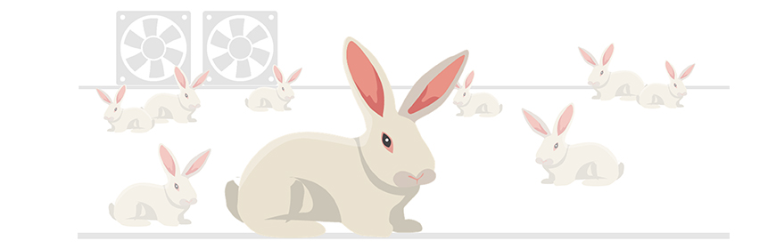 Corso ECM online / Benessere del coniglio in allevamento