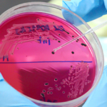 Isolato ceppo appartenente ad un nuovo sierotipo di Salmonella