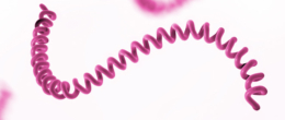 Permalink to: Corso ECM webinar / Leptospirosi: what's new? Corso ECM webinar / Leptospirosi: what's new?