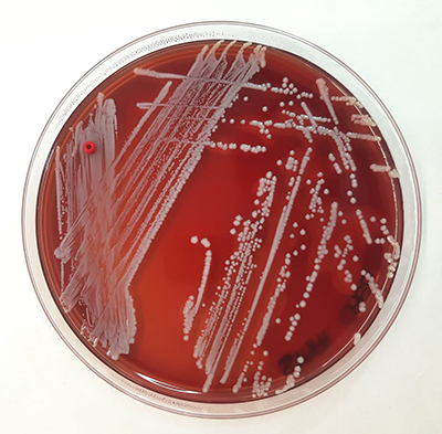 Staphylococcus caeli