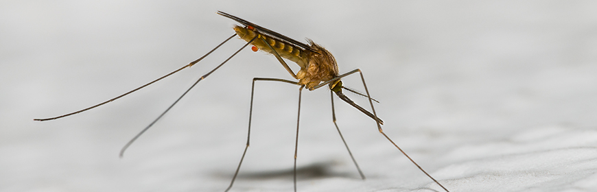 Presenza di zanzare appartenenti al complesso Maculipennis nella Pianura Padana