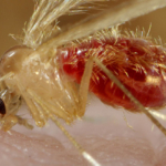 Nuove specie di flebotomi in Pianura Padana