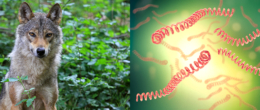 Permalink to: Prima segnalazione di leptospirosi nel lupo in Europa Prima segnalazione di leptospirosi nel lupo in Europa