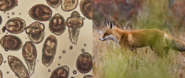 Permalink to: La presenza di <em>Echinococcus multilocularis</em> nella volpe rossa nell’Italia del Nordest La presenza di Echinococcus multilocularis nella volpe rossa nell’Italia del Nordest