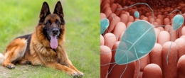 Permalink to: Giardia duodenalis nel cane, parassita o commensale? Giardia duodenalis nel cane, parassita o commensale?